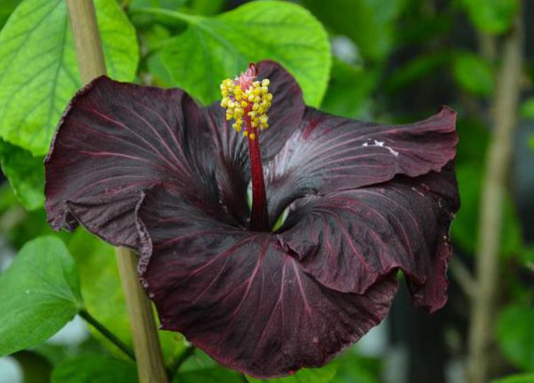 Are there black hibiscus?