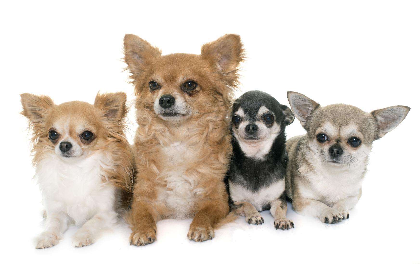 Are there different types of Chihuahuas?