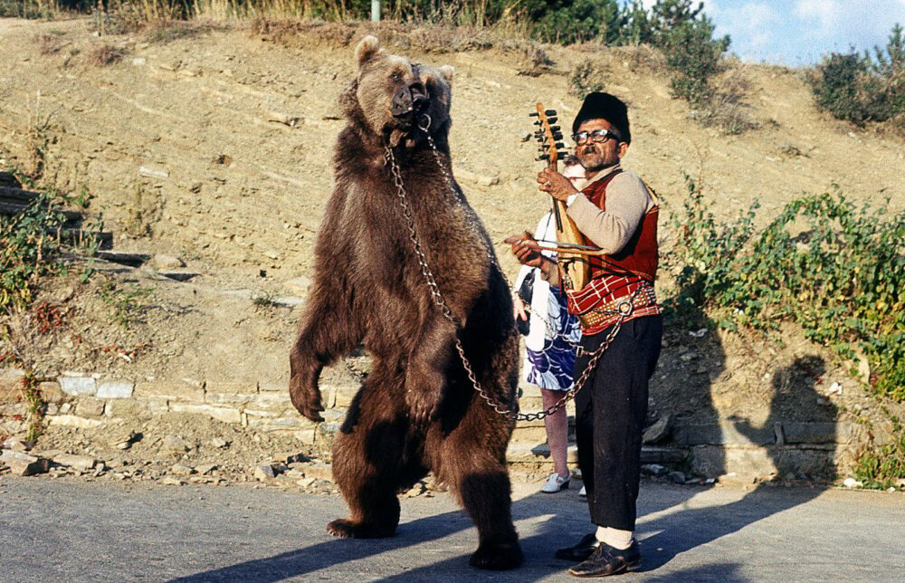 Do dancing bears still exist?