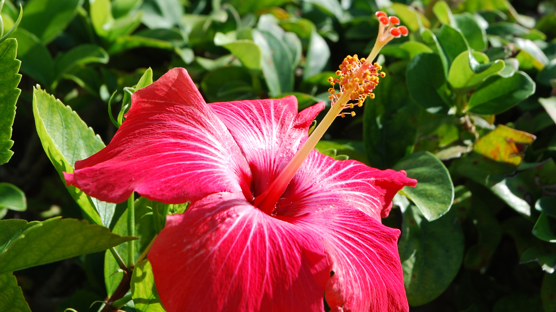 How many colors of hibiscus are there?
