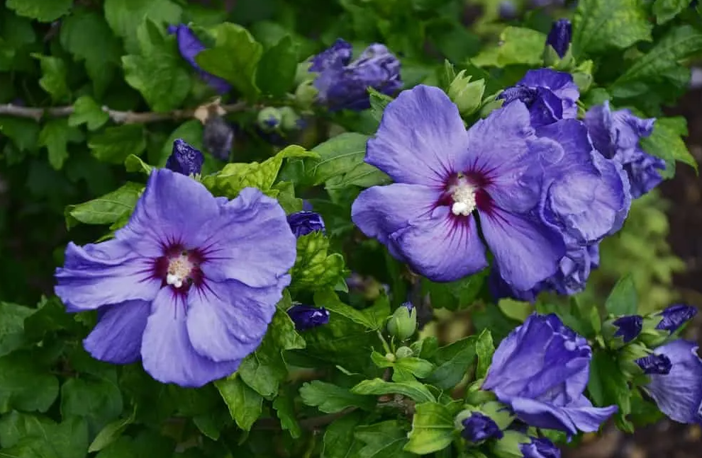 What is the rarest color of hibiscus?