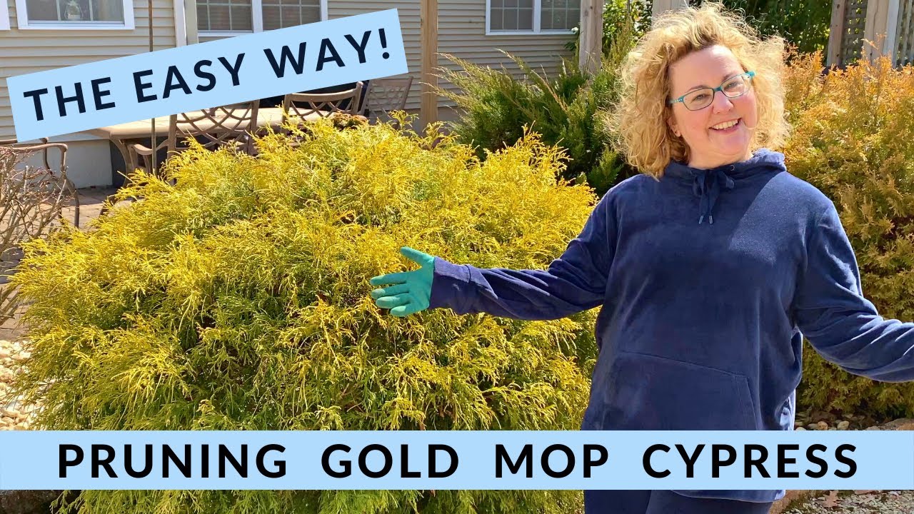 Can you trim gold mop cypress?